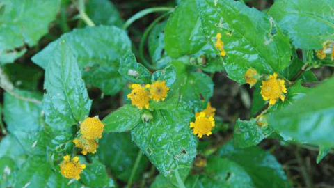 【野草助手AI】原理与代码详解